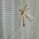 insect-screen